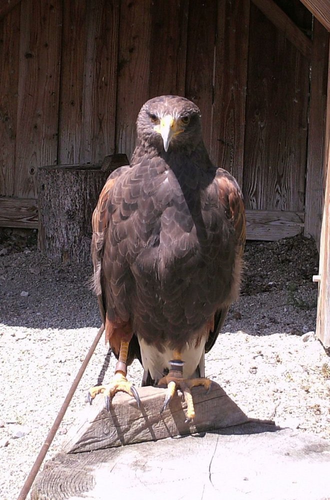 Photo d'Aigle royal