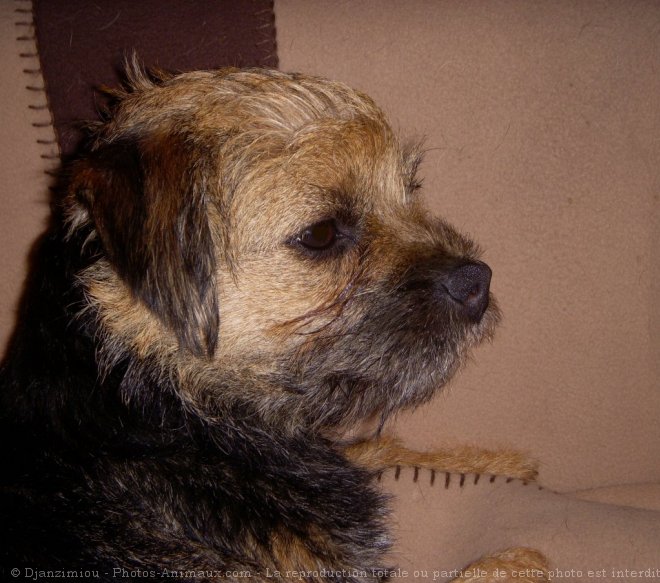 Photo de Border terrier