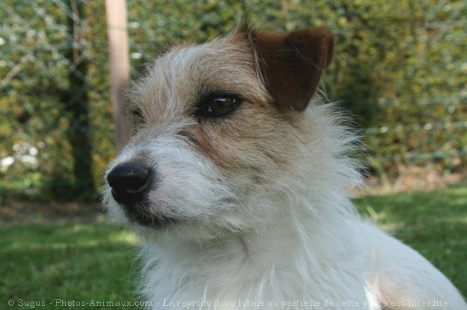 Photo de Jack russell terrier