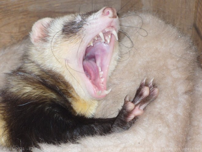 Photo de Furet