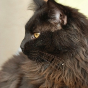 Photo de Maine coon