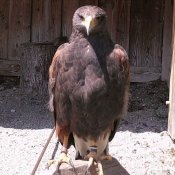 Photo d'Aigle royal