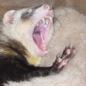 Photo de Furet