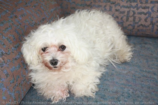 Photo de Bichon maltais