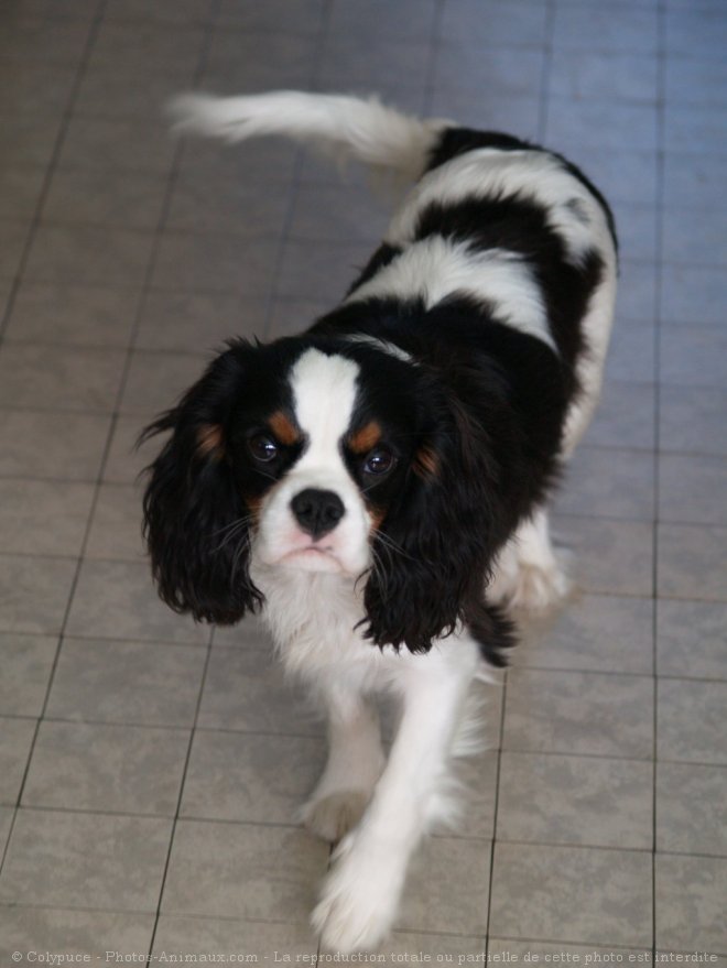 Photo de Cavalier king charles spaniel