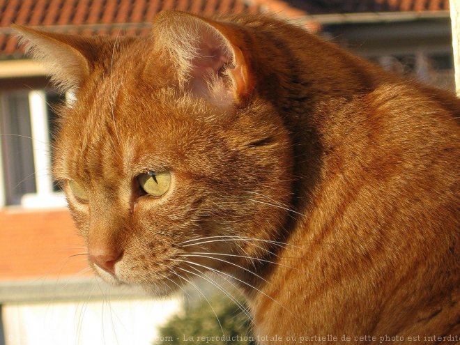 Photo de Chat domestique