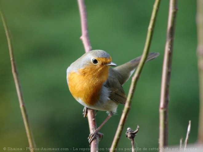 Photo de Rouge gorge