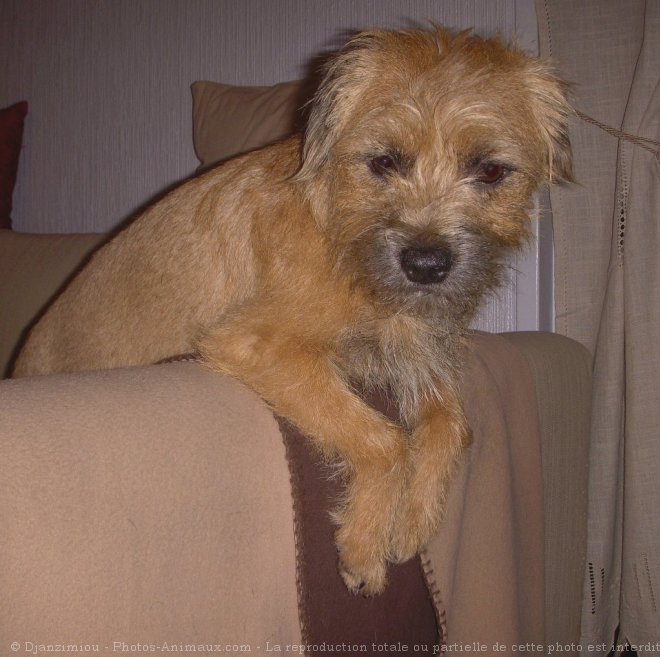 Photo de Border terrier