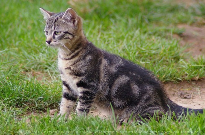 Photo de Chat domestique