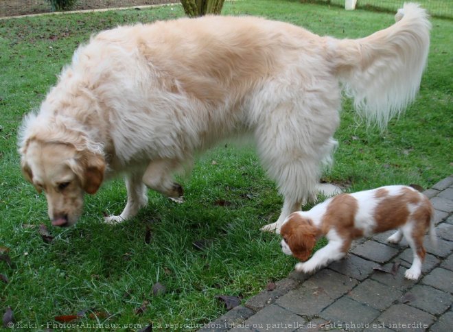 Photo de Races diffrentes