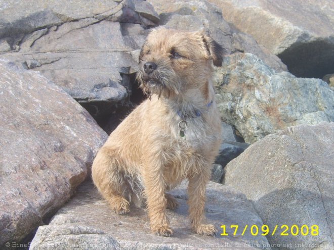 Photo de Border terrier