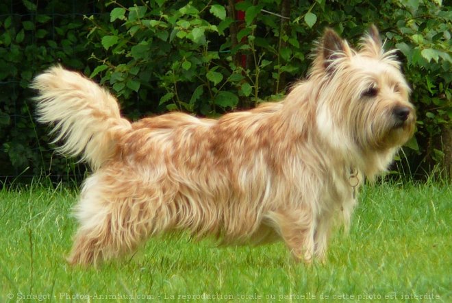 Photo de Cairn terrier