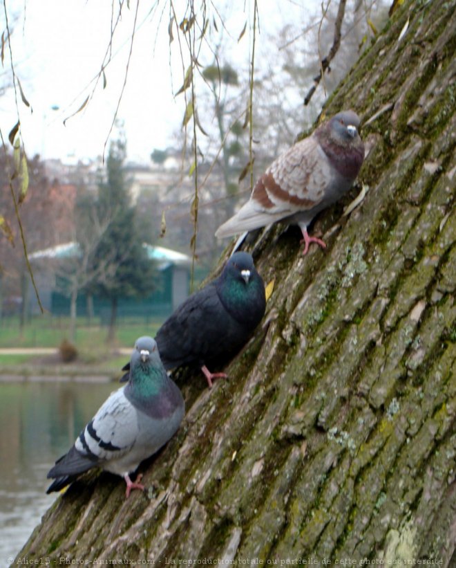 Photo de Pigeon