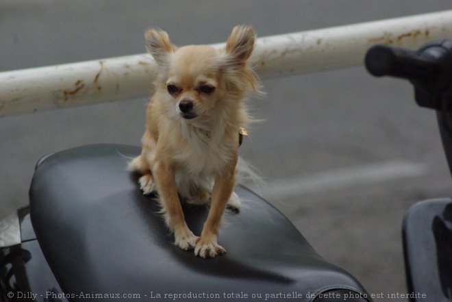 Photo de Chihuahua  poil long