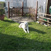 Photo de Labrador retriever