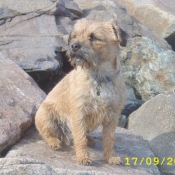 Photo de Border terrier