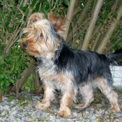 Photo de Yorkshire terrier