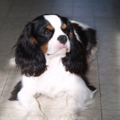 Photo de Cavalier king charles spaniel