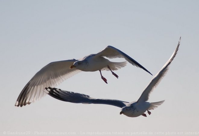 Photo de Goeland