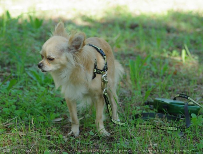 Photo de Chihuahua  poil long