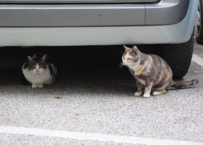 Photo de Chat domestique