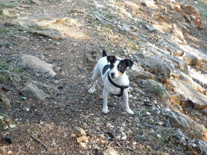 Photo de Jack russell terrier