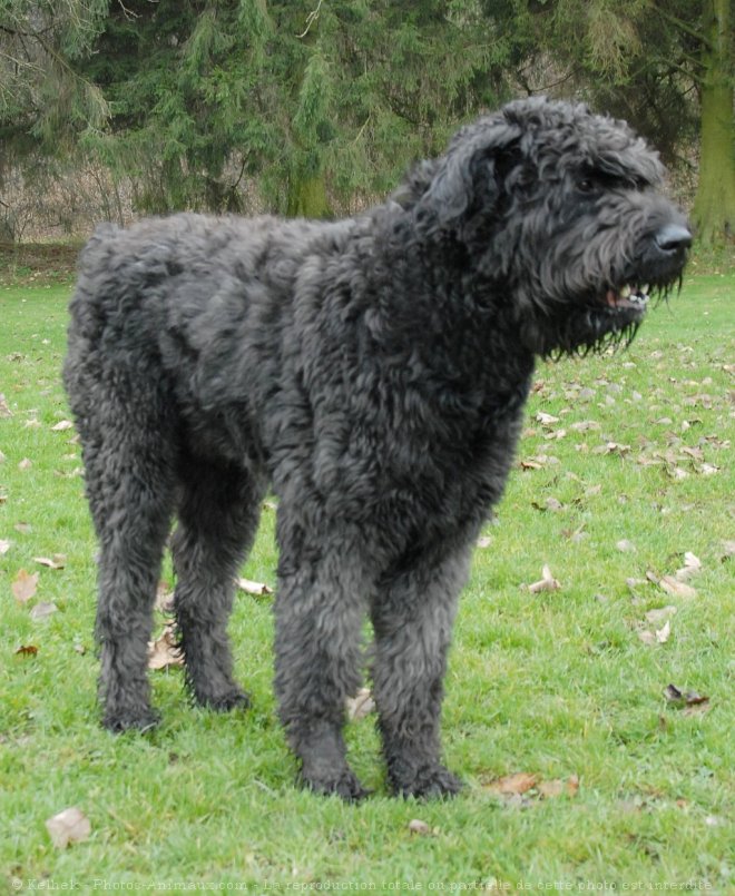 Photo de Bouvier des flandres