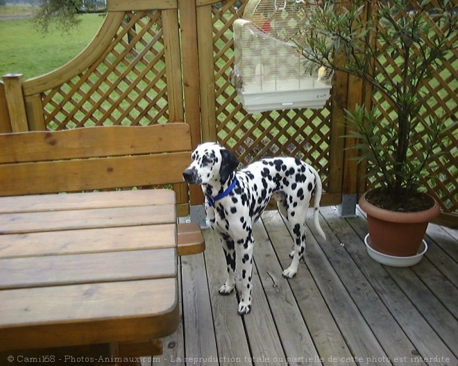 Photo de Dalmatien