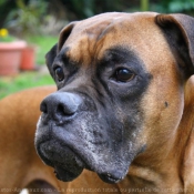 Photo de Boxer