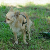 Photo de Chihuahua  poil long