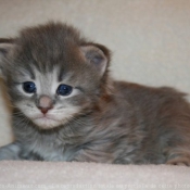 Photo de Maine coon