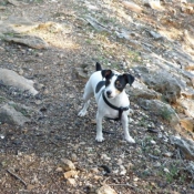 Photo de Jack russell terrier