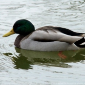 Photo de Canard