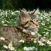 Photo de Maine coon