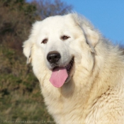 Photo de Chien de montagne des pyrnes