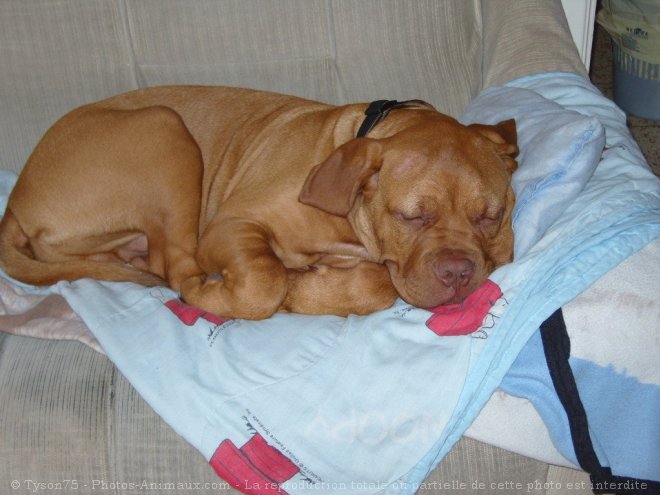 Photo de Dogue de bordeaux