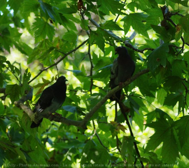 Photo de Pigeon