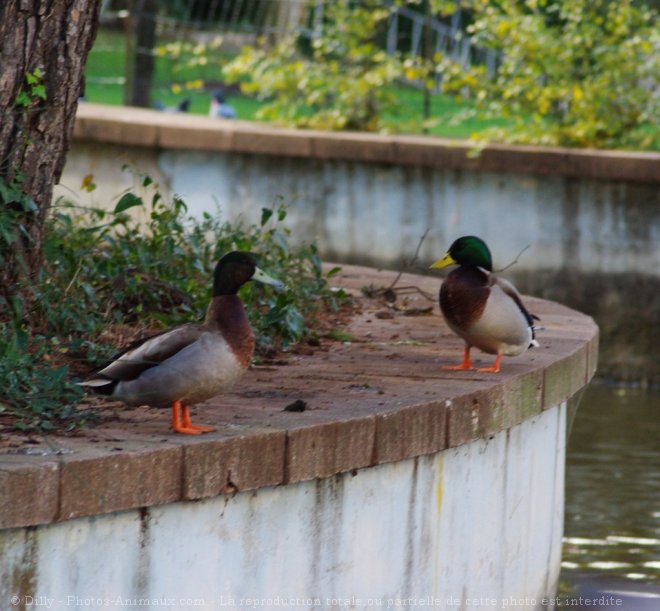 Photo de Canard colvert