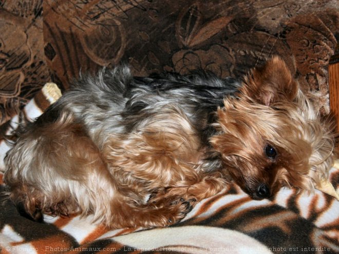 Photo de Yorkshire terrier