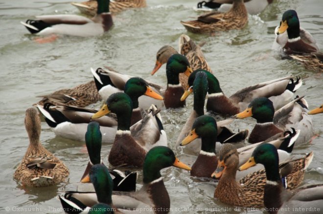 Photo de Canard colvert