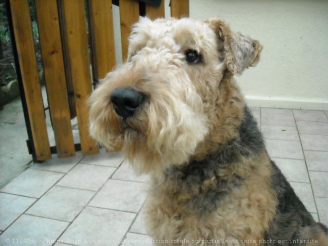 Photo d'Airedale terrier