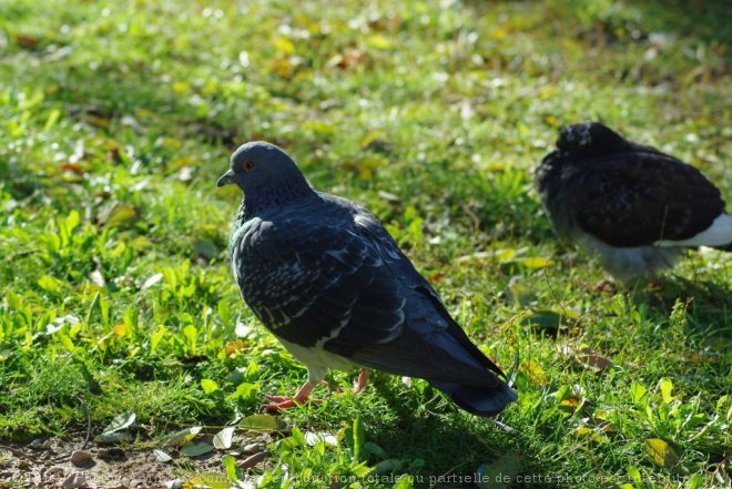 Photo de Pigeon