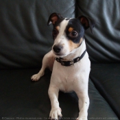 Photo de Jack russell terrier