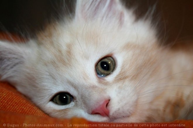 Photo de Maine coon