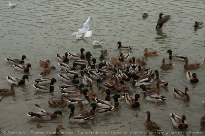 Photo de Races diffrentes