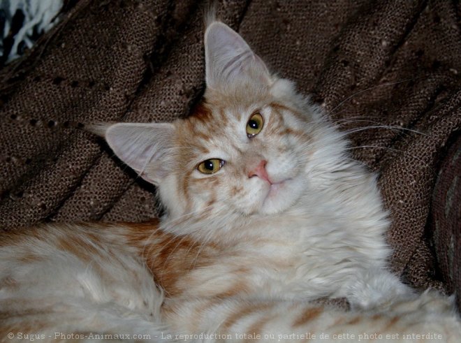 Photo de Maine coon