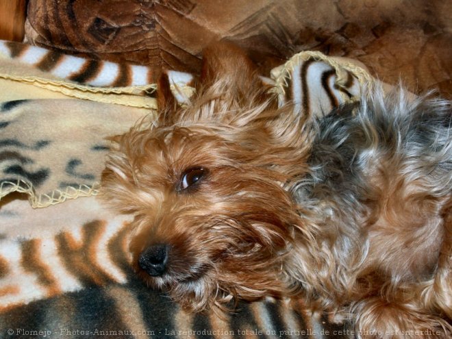 Photo de Yorkshire terrier