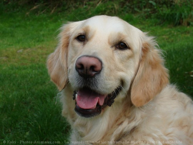 Photo de Golden retriever