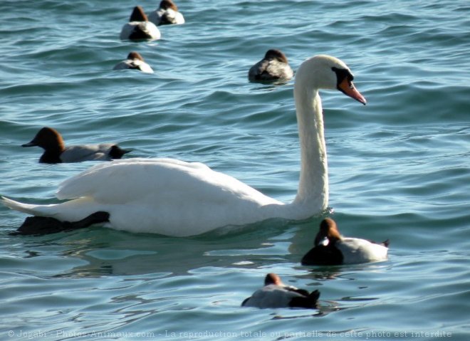 Photo de Cygne