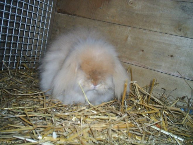 Photo de Lapin